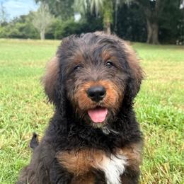 Cloves - Sable male Bernedoodle puppy in Clermont, Florida from Shadow Bernedoodles & Dog Training
