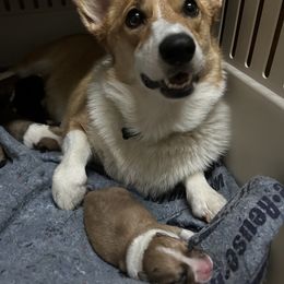 Pembroke Welsh Corgi Puppies from Jennifer Jimerson