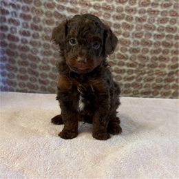 Yellow Collar - Phantom male Poodle puppy in Columbiaville, Michigan from LAE Poodles