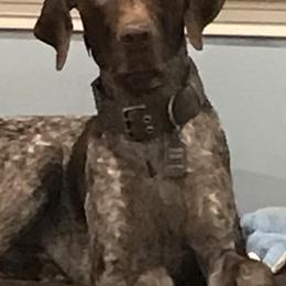 German Shorthaired Pointers from Sherry Kirby's German Shorthaired Pointer