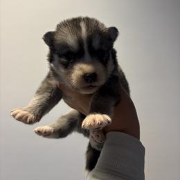 Boy 4 - Black tan and white male Siberian Husky puppy in Pelham, Alabama from Tails & Belles Dog Breeding
