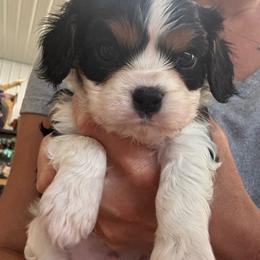 Boy 1 - Tri-color male Cavalier King Charles Spaniel puppy in Indiana from Elm Creek Cavaliers