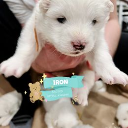 Samoyed Puppies from The Bactos Family