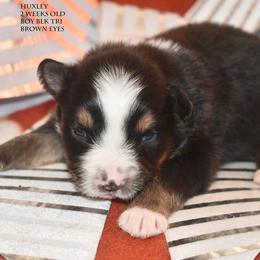 Huxley - Black tri male Miniature Australian Shepherd puppy in Patterson, North Carolina from DreamLine Aussies