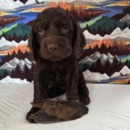 Brown - Liver male Boykin Spaniel puppy in Midland, Michigan from Ives Heritage Homestead