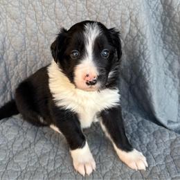 Girl 2 - Black and white female Border Collie puppy in Centerville, Washington from Forthright Farms