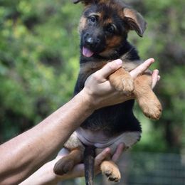 Charlie - Black and red female German Shepherd puppy in Azle, Texas from Nuckol's Canines German Shepherds