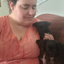 Chihuahua Puppies from Elegant Exotic Chihuahua's