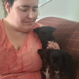 Chihuahua Puppies from Elegant Exotic Chihuahua's