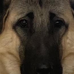 Anatolian Shepherd Dogs from Karen Maitilasso