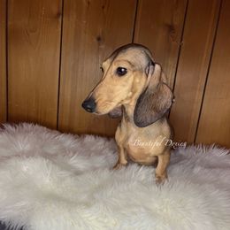 Ta’ke - Dachshund