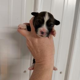 Jingles - Sable male Pembroke Welsh Corgi puppy in Bloomfield, Iowa from Beebe’s Corgis | Seven B Corgi Co