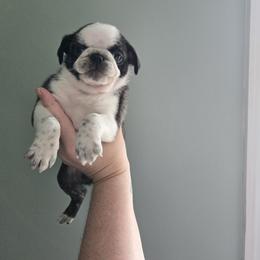 Boy 4 (Panda) - Brindle male Pug puppy in Auburn, Kentucky from Prentice Family Pugs