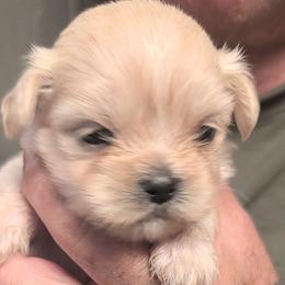 Jenny - Cream female Lhasa Apso puppy in Fort Worth, Texas from Cynthia's Lhasa Apsos