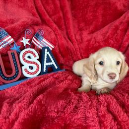 'Whimsy' Cream Girl (yellow collar) - Cream female Dachshund puppy in Fontana, California from Oscar Meyer’s Weenies