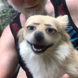 Chloe - Pomeranian