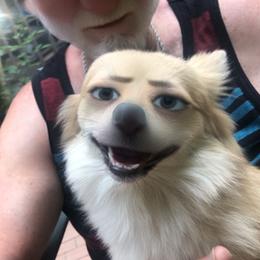 Chloe - Pomeranian