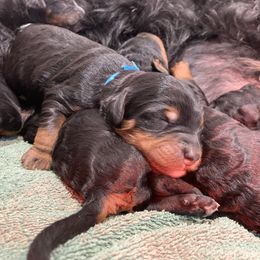 Bernedoodle Puppies from Sun Dog, Port Angeles