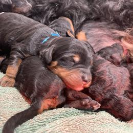 Bernedoodle Puppies from Sun Dog, Port Angeles