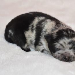 Boy 2 - Blue merle male Pomeranian puppy in Fort Jones, California from High Rocking Pom Poms