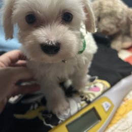 Green - White male Maltese puppy in Clover, South Carolina from Cudi’s Buddies