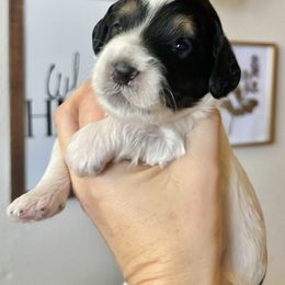 Jasper - Bernedoodle puppy from Hope Valley Doodles
