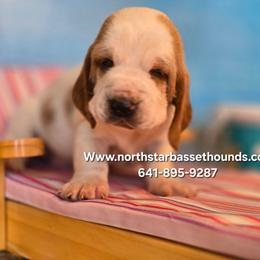 Rummy - Red and white male Basset Hound puppy in Pollock, Missouri from Northstar