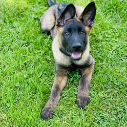 German Shepherd Puppies from Scenic City Shepherds
