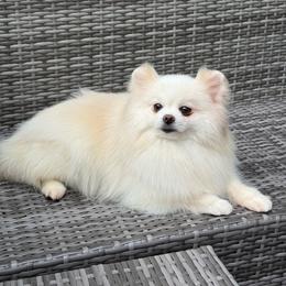 Betty - Pomeranian