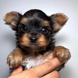 Bobby  Light Blue Collar - Black and tan male Yorkshire Terrier puppy in Pembroke Pines, Florida from Sunshine Parti Yorkies