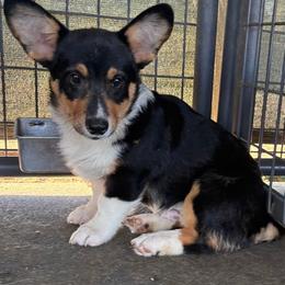 Tri Boy 2 - Black and tan male Pembroke Welsh Corgi puppy in Bay Area, California from MJ's Corgis