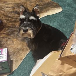 Miniature Schnauzer All Grown Up from Twisted R Farm