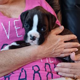 Mia - Brindle female Boxer puppy in Morriston, Florida from Like The Wind Boxers