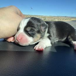Amber - Black and tan female Pembroke Welsh Corgi puppy in Ruidoso, New Mexico from Ruidoso's Crowned Companions