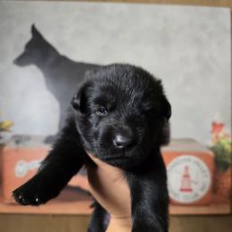 Nyx - Yellow Collar Female - Black female German Shepherd puppy in Hawthorne, Florida from Lace's High Flying German Shepherds And Golden Retrievers