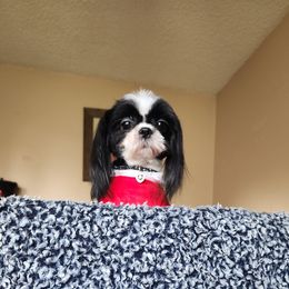 Little girl - Shih Tzu