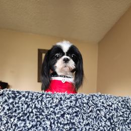 Little girl - Shih Tzu