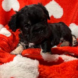 Cosmo - Black and tan male French Bulldog puppy in Columbus, Ohio from Kallie’s Kennel
