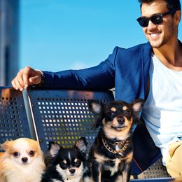 Chihuahuas from Couture Companions