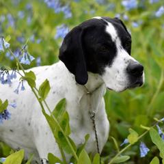 Cocker Spaniels and Pointers from Monarch Pointers & Cockers