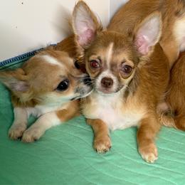 8837 Mocha - Chocolate sabled fawn female Chihuahua puppy in Palmyra, Indiana from Country Star Chihuahuas