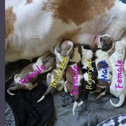 GINGER - Mahogany and white female Basset Hound puppy in Lebanon, Ohio from Lady Mae Bassets