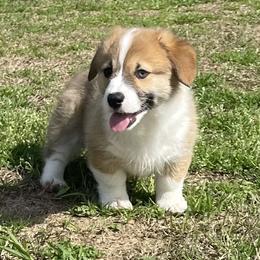 Scooby - Sable male Pembroke Welsh Corgi puppy in Adairsville, Georgia from R&R Corgis