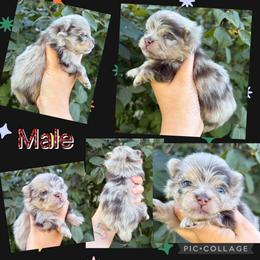 Merle male 2 - Chocolate merle male Pomeranian puppy in Indiana from Unique Uprisings
