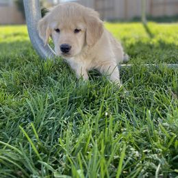 Golden Retriever Puppies from Rainy Day Goldens