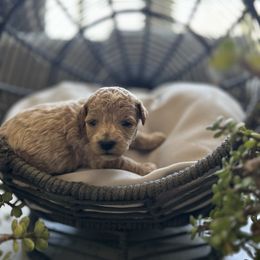 Penny - Apricot female Cavapoo puppy in Chino, California from Coopers Lane Puppies