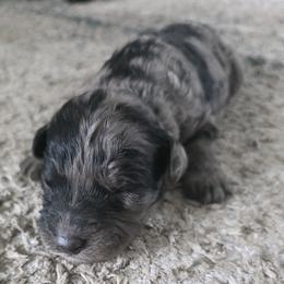 Girl 7 - female Sheepadoodle puppy in Owensville, Missouri from Oak Valley Kennels