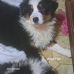 Rocky Road - Black tri-color male Australian Shepherd puppy in Elk Creek, Missouri from Hearts on Fire Australian Shepherds