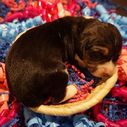 Orange girl - Tri-colored female Treeing Walker Coonhound puppy in Lovelady, Texas from 3 Color Kennel