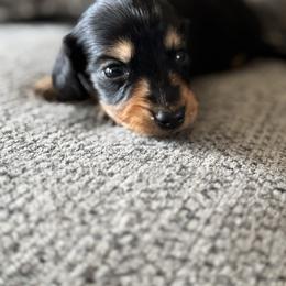 Boy 1 - Black and tan male Dachshund puppy in Licking, Missouri from Bean Creek Dachshunds & Terriers